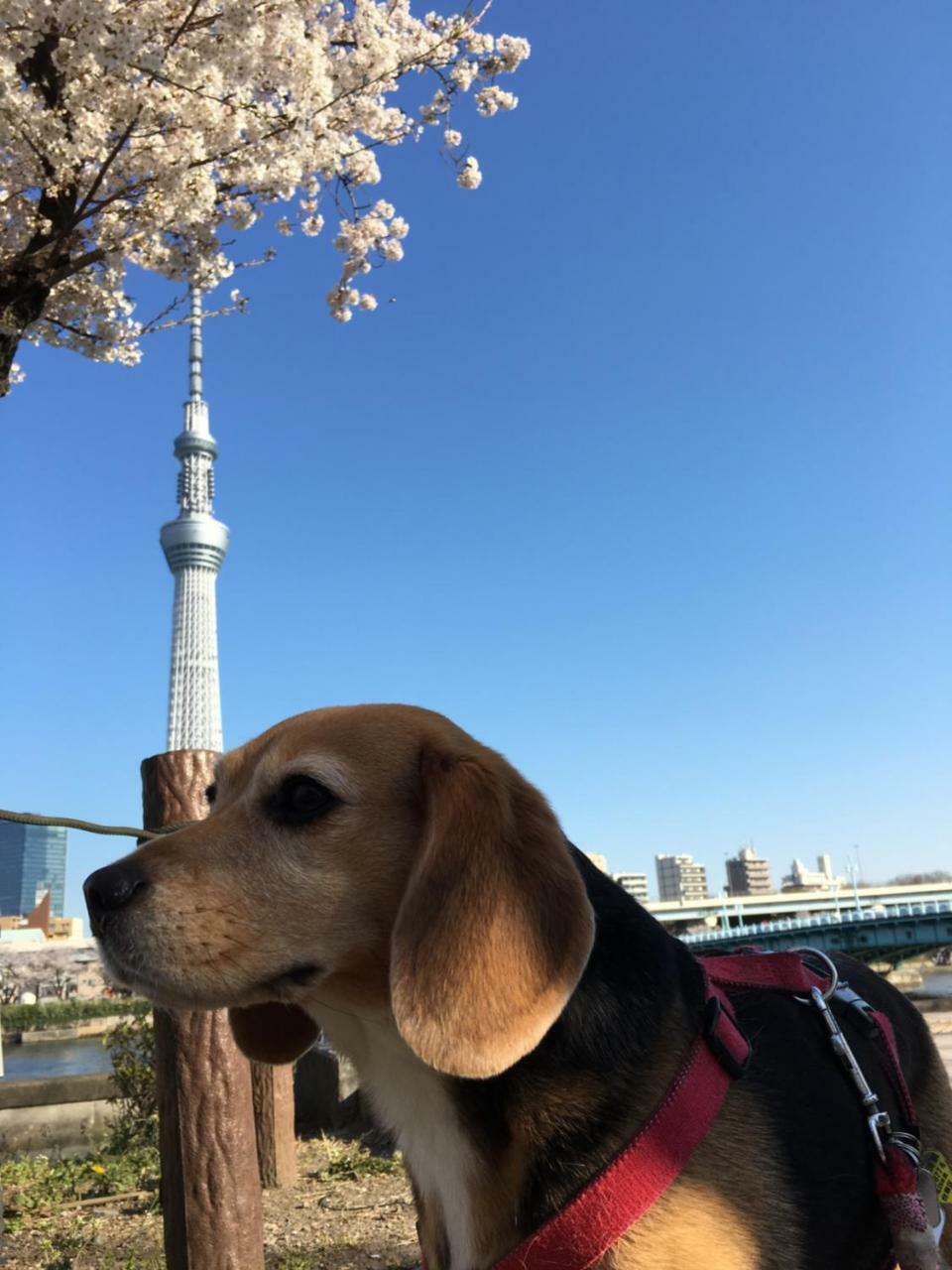 旅館中田屋 旅館 2*